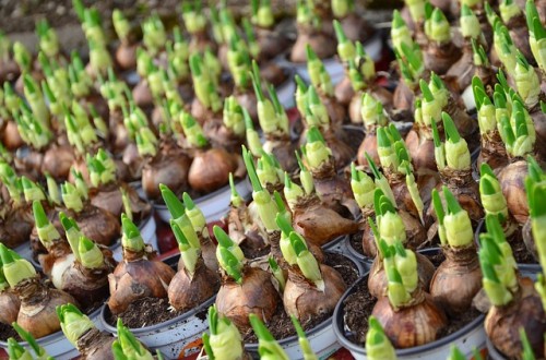flower-bulbs-663229_640