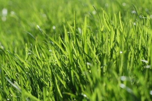 grass-666284_640