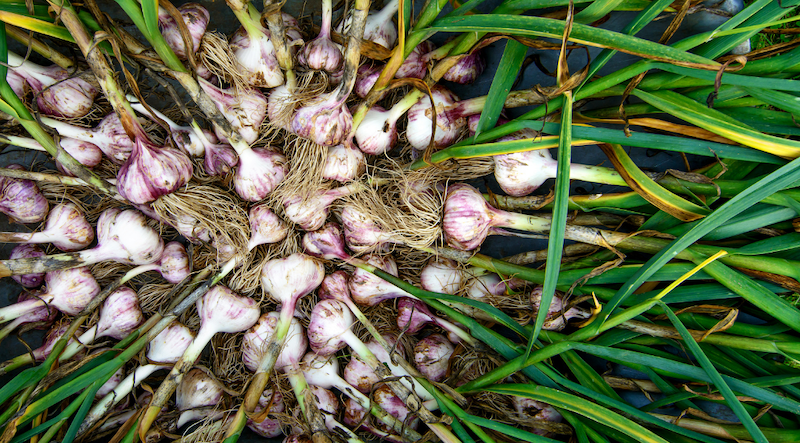 Everything to Watch Out For When Growing Your Own Garlic – Down To Earth  Fertilizer